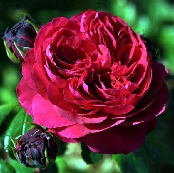 Red Leonardo da Vinci ® Trandafir Floribunda butaşi trandafiri de grădină în ghiveci sau rădăcină liberă