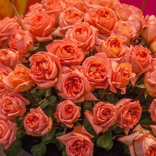 Rene Goscinny ® Trandafir Teahibrid butaşi trandafiri de grădină în ghiveci sau rădăcină liberă