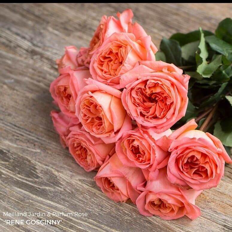 Rene Goscinny ® Trandafir Teahibrid butaşi trandafiri de grădină în ghiveci sau rădăcină liberă
