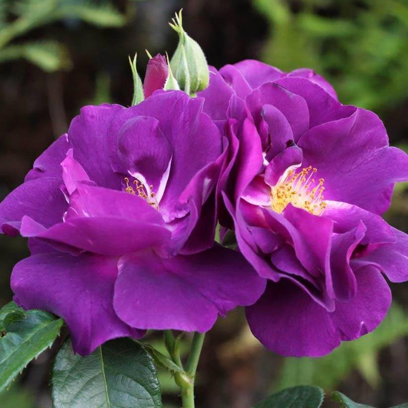 Rhapsody in Blue ® Trandafir Floribunda butaşi trandafiri de grădină în ghiveci sau rădăcină liberă