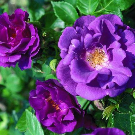 Rhapsody in Blue ® Trandafir Floribunda butaşi trandafiri de grădină în ghiveci sau rădăcină liberă