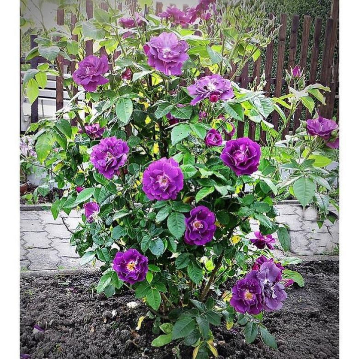 Rhapsody in Blue ® Trandafir Floribunda butaşi trandafiri de grădină în ghiveci sau rădăcină liberă