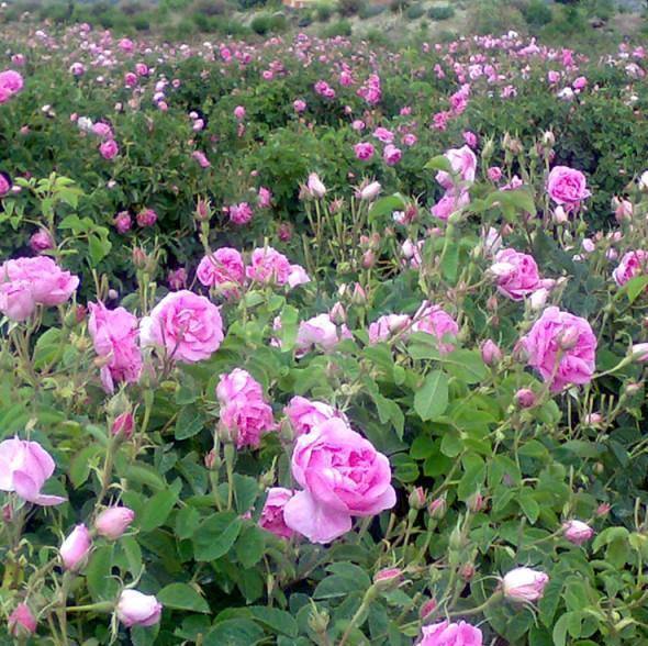 Rosa Damascena Trigintipetala ® Trandafir pentru dulceata si ulei esential butaşi trandafiri de grădină în ghiveci sau rădăcină liberă