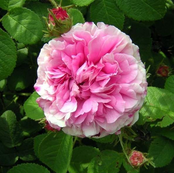 Rosa Damascena Trigintipetala ® Trandafir pentru dulceata si ulei esential butaşi trandafiri de grădină în ghiveci sau rădăcină liberă