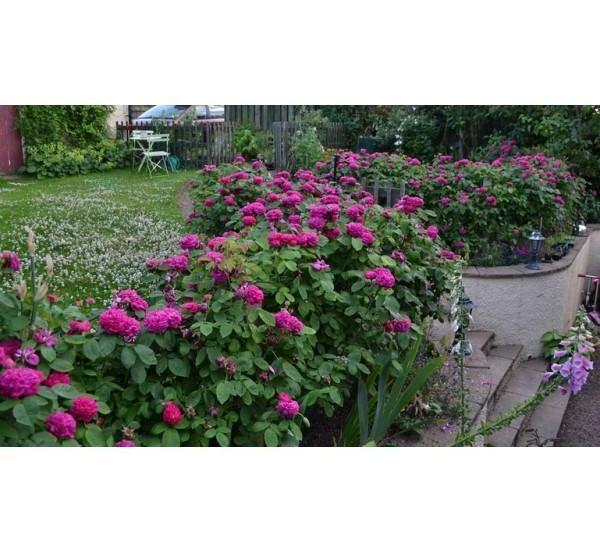 Rose de Rescht ® Butași trandafiri de gradină butaşi trandafiri de grădină în ghiveci sau rădăcină liberă