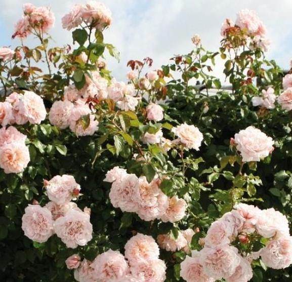 Rose de Tolbiac ® Trandafir Cățărător Urcător butaşi trandafiri de grădină în ghiveci sau rădăcină liberă