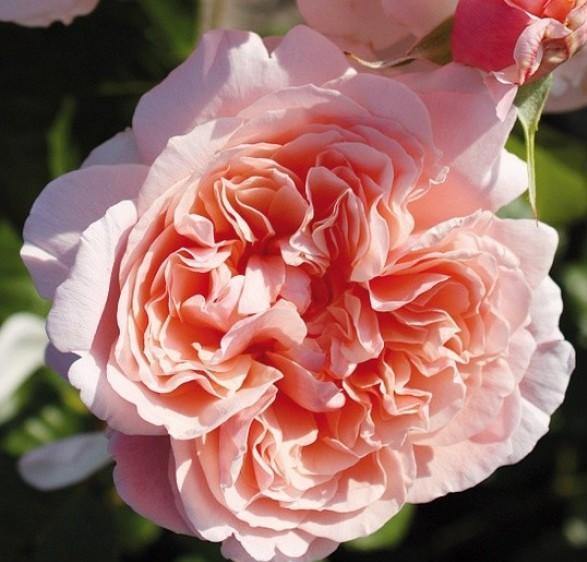 Rose de Tolbiac ® Trandafir Cățărător Urcător butaşi trandafiri de grădină în ghiveci sau rădăcină liberă