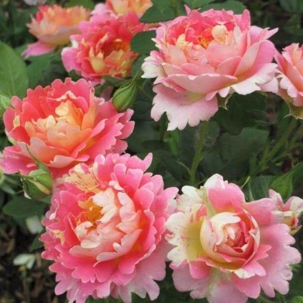 Rose des Cisterciens ® Trandafir Floribunda butaşi trandafiri de grădină în ghiveci sau rădăcină liberă