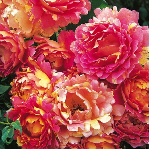 Rose des Cisterciens ® Trandafir Floribunda butaşi trandafiri de grădină în ghiveci sau rădăcină liberă