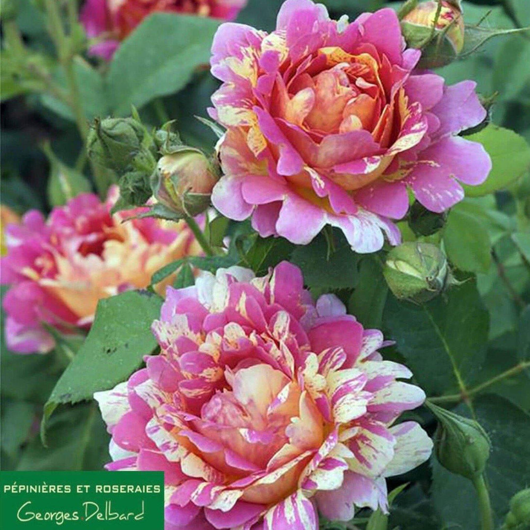 Rose des Cisterciens ® Trandafir Floribunda butaşi trandafiri de grădină în ghiveci sau rădăcină liberă