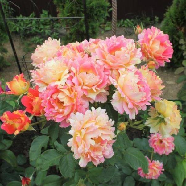 Rose des Cisterciens ® Trandafir Floribunda butaşi trandafiri de grădină în ghiveci sau rădăcină liberă