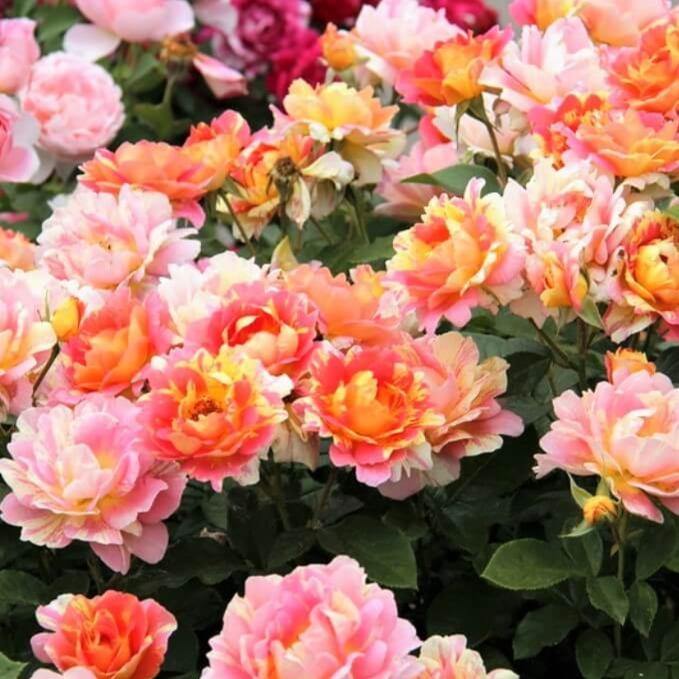 Rose des Cisterciens ® Trandafir Floribunda butaşi trandafiri de grădină în ghiveci sau rădăcină liberă