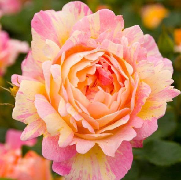 Rose des Cisterciens ® Trandafir Floribunda butaşi trandafiri de grădină în ghiveci sau rădăcină liberă