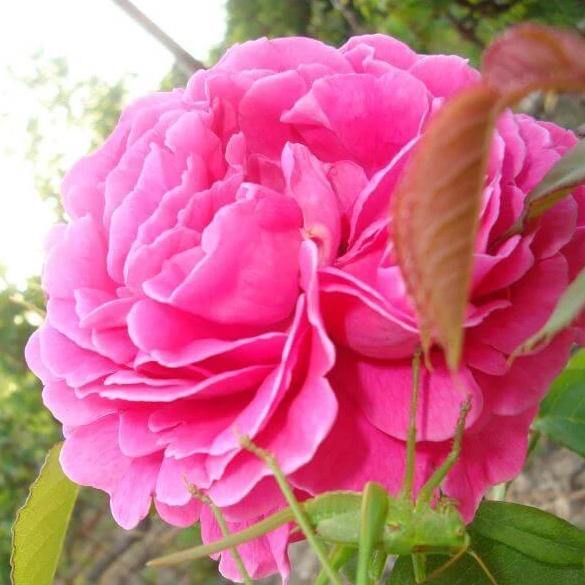 SACHSENGRUSS <br> trandafir pentru dulceata ® Butasi trandafiri de gradina butaşi trandafiri de grădină în ghiveci sau rădăcină liberă