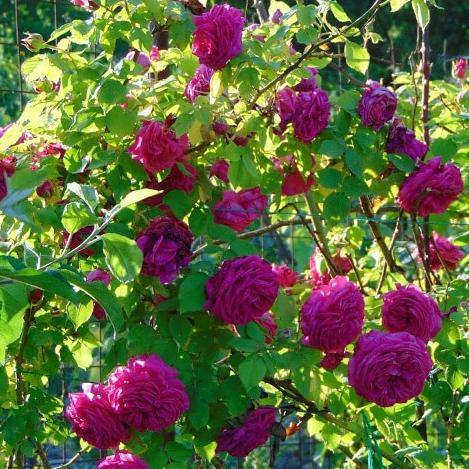 SACHSENGRUSS <br> trandafir pentru dulceata ® Butasi trandafiri de gradina butaşi trandafiri de grădină în ghiveci sau rădăcină liberă