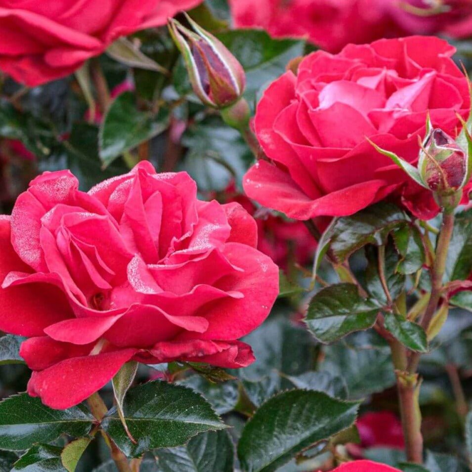 SANGRIA ® Butasi trandafiri de gradina butaşi trandafiri de grădină în ghiveci sau rădăcină liberă