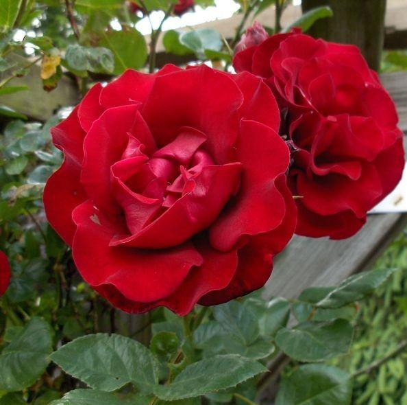 Santana ® Trandafir Cățărător Urcător butaşi trandafiri de grădină în ghiveci sau rădăcină liberă