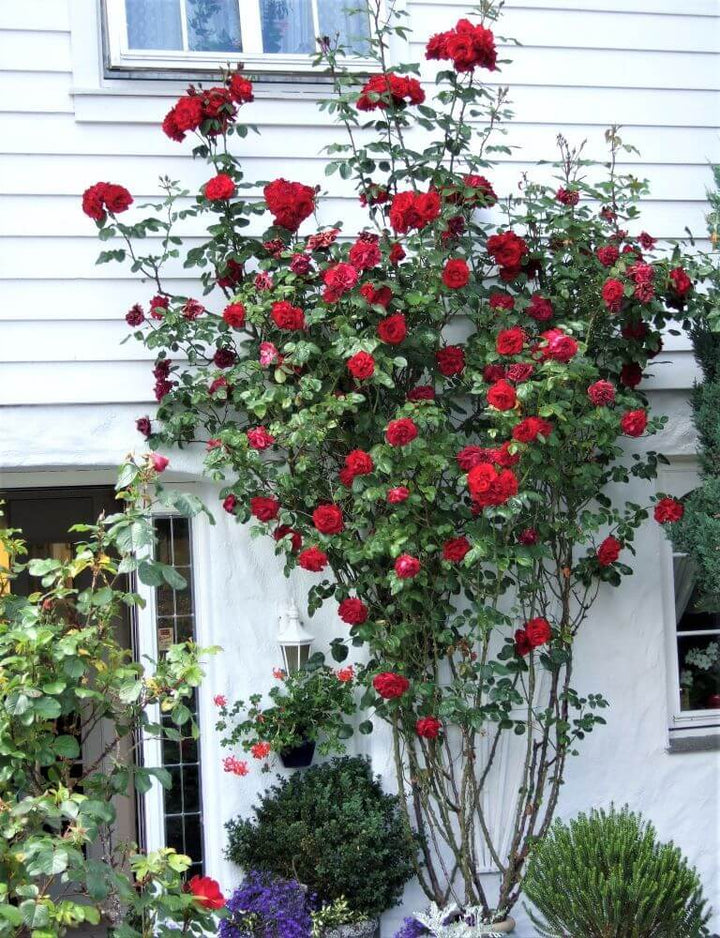Santana ® Trandafir Cățărător Urcător butaşi trandafiri de grădină în ghiveci sau rădăcină liberă