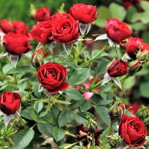 SCARLET HIT ® Butasi trandafiri de gradina butaşi trandafiri de grădină în ghiveci sau rădăcină liberă