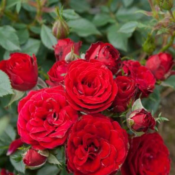 SCARLET HIT ® Butasi trandafiri de gradina butaşi trandafiri de grădină în ghiveci sau rădăcină liberă