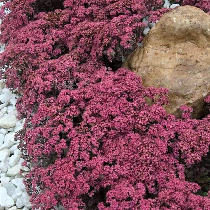 Sedum hybridum: SUNSPARKLER DAZZLEBERY butaşi trandafiri de grădină în ghiveci sau rădăcină liberă