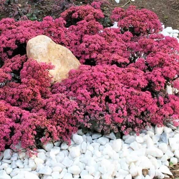 Sedum hybridum: SUNSPARKLER DAZZLEBERY butaşi trandafiri de grădină în ghiveci sau rădăcină liberă