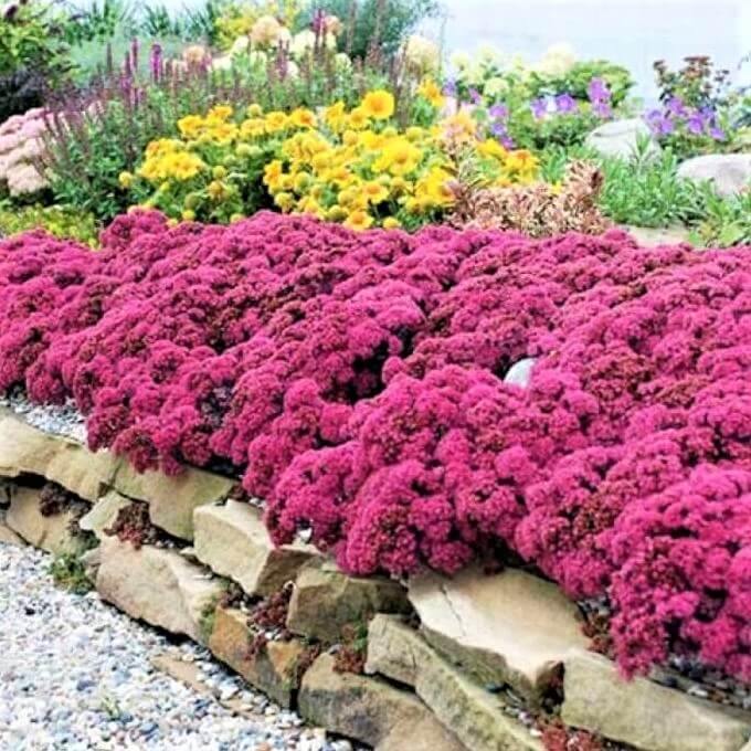 Sedum hybridum: SUNSPARKLER DAZZLEBERY butaşi trandafiri de grădină în ghiveci sau rădăcină liberă