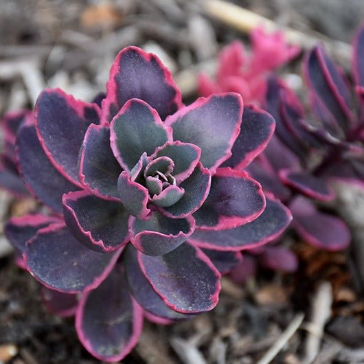 Sedum Sunsparkler: DREAM DAZZLER Plants butaşi trandafiri de grădină în ghiveci sau rădăcină liberă