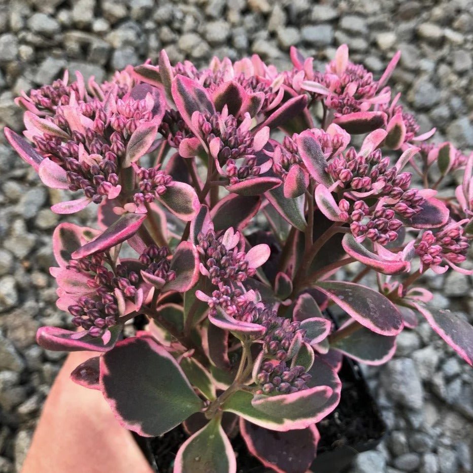 Sedum Sunsparkler: DREAM DAZZLER Plants butaşi trandafiri de grădină în ghiveci sau rădăcină liberă