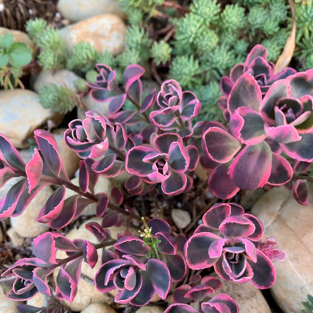 Sedum Sunsparkler: DREAM DAZZLER Plants butaşi trandafiri de grădină în ghiveci sau rădăcină liberă