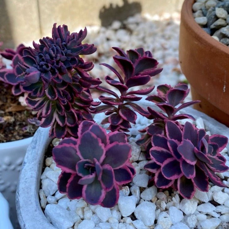 Sedum Sunsparkler: DREAM DAZZLER Plants butaşi trandafiri de grădină în ghiveci sau rădăcină liberă