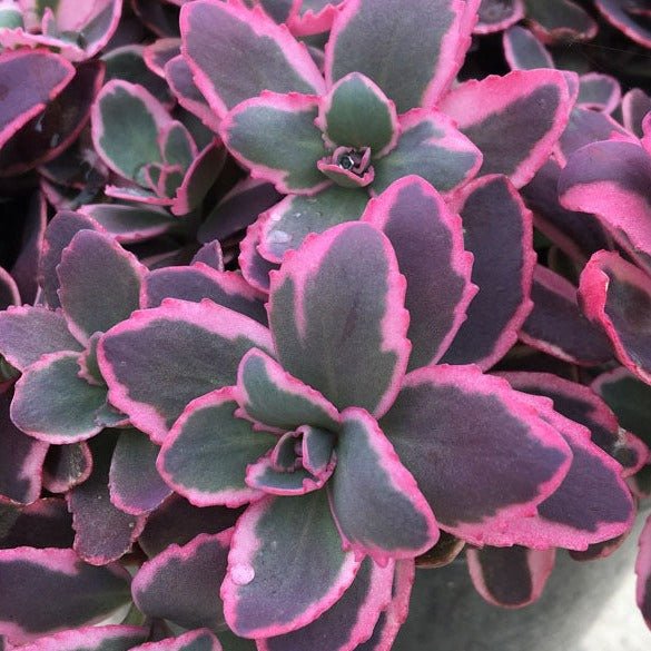 Sedum Sunsparkler: DREAM DAZZLER Plants butaşi trandafiri de grădină în ghiveci sau rădăcină liberă