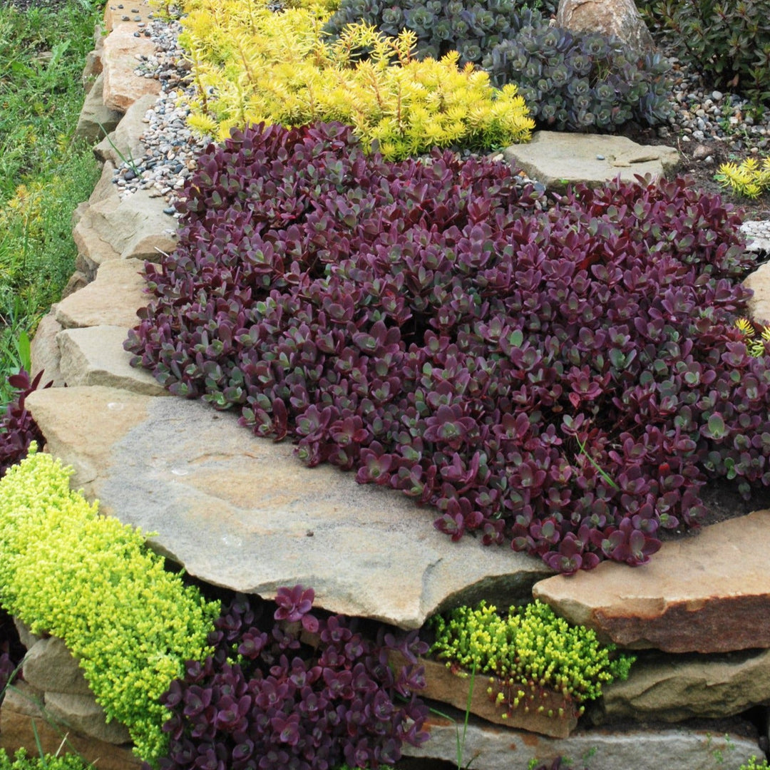 Sedum Sunsparkler: FIRECRACKER Plants butaşi trandafiri de grădină în ghiveci sau rădăcină liberă