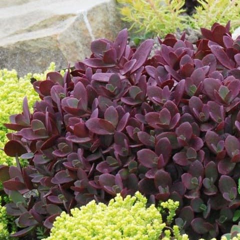 Sedum Sunsparkler: FIRECRACKER Plants butaşi trandafiri de grădină în ghiveci sau rădăcină liberă