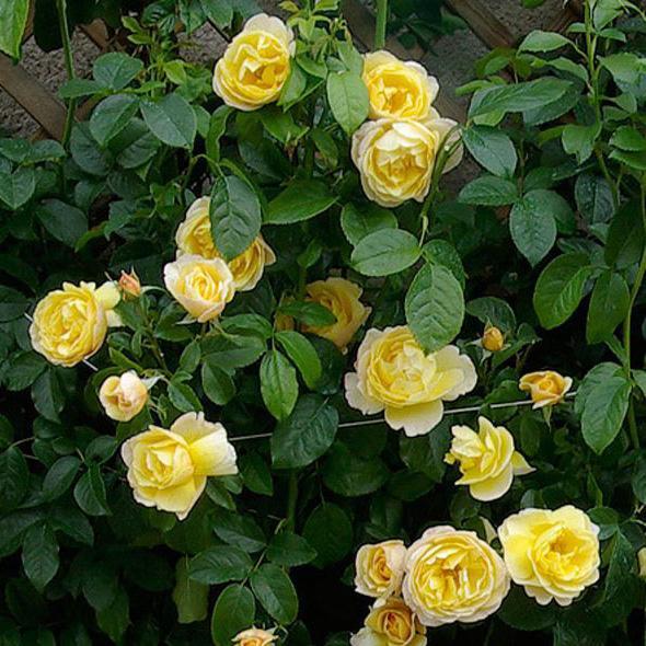 Soleil Vertical ® Trandafir Cățărător Urcător butaşi trandafiri de grădină în ghiveci sau rădăcină liberă