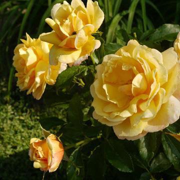 Soleil Vertical ® Trandafir Cățărător Urcător butaşi trandafiri de grădină în ghiveci sau rădăcină liberă