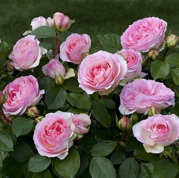 Sophia Romantica ® Trandafir Floribunda butaşi trandafiri de grădină în ghiveci sau rădăcină liberă