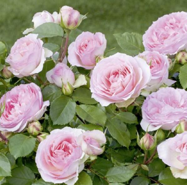 Sophia Romantica ® Trandafir Floribunda butaşi trandafiri de grădină în ghiveci sau rădăcină liberă