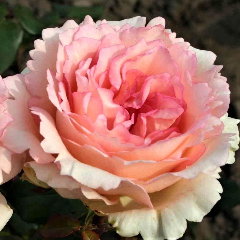 Souvenir de Baden Baden ® Trandafir Teahibrid butaşi trandafiri de grădină în ghiveci sau rădăcină liberă