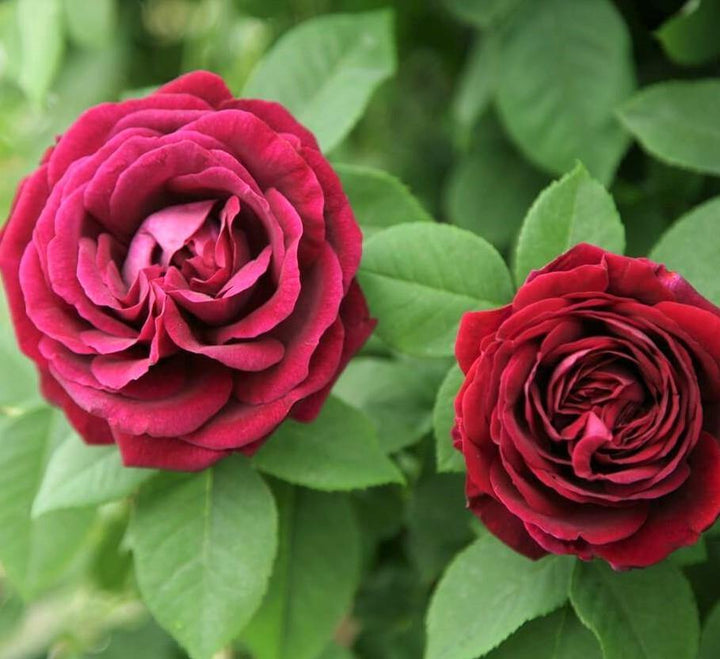 Souvenir du Docteur Jamain ® Trandafir Cățărător Urcător butaşi trandafiri de grădină în ghiveci sau rădăcină liberă