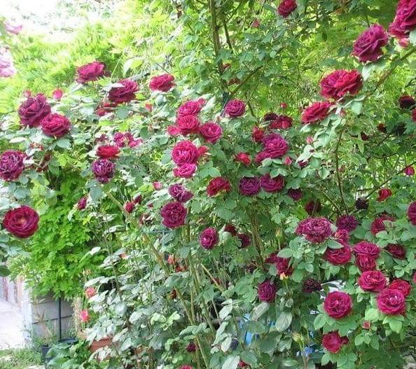Souvenir du Docteur Jamain ® Trandafir Cățărător Urcător butaşi trandafiri de grădină în ghiveci sau rădăcină liberă