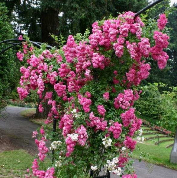 Super Dorothy ® Trandafir Cățărător Urcător butaşi trandafiri de grădină în ghiveci sau rădăcină liberă