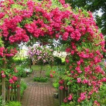 SUPER EXCELSA ® Butasi trandafiri de gradina butaşi trandafiri de grădină în ghiveci sau rădăcină liberă