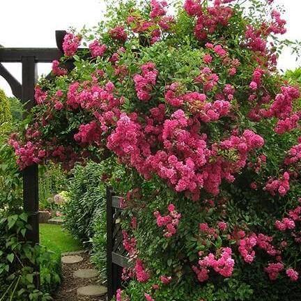 SUPER EXCELSA ® Butasi trandafiri de gradina butaşi trandafiri de grădină în ghiveci sau rădăcină liberă