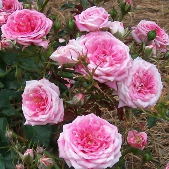SWEET DRIFT ® Butasi trandafiri de gradina butaşi trandafiri de grădină în ghiveci sau rădăcină liberă