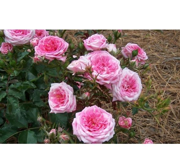 SWEET DRIFT ® Butasi trandafiri de gradina butaşi trandafiri de grădină în ghiveci sau rădăcină liberă