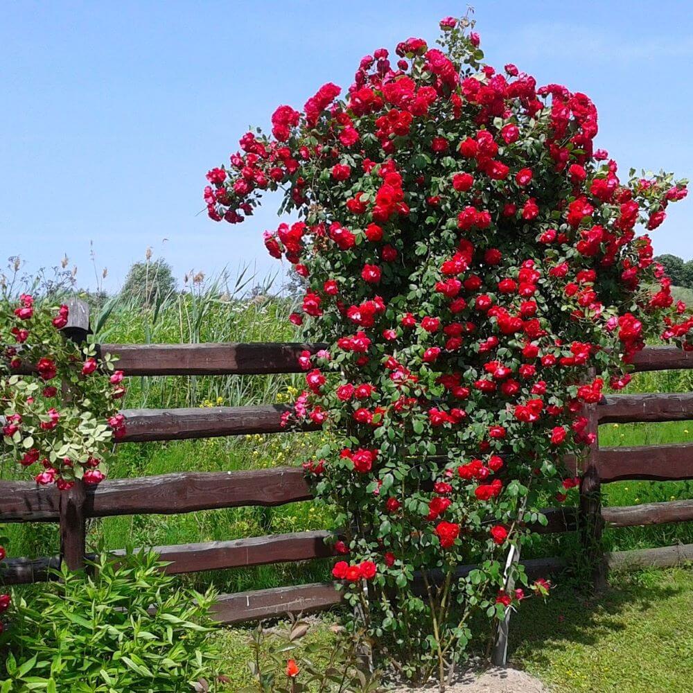 Sympathie ® Trandafir Cățărător Urcător butaşi trandafiri de grădină în ghiveci sau rădăcină liberă