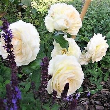 TCHAIKOVSKY ® Butasi trandafiri de gradina butaşi trandafiri de grădină în ghiveci sau rădăcină liberă