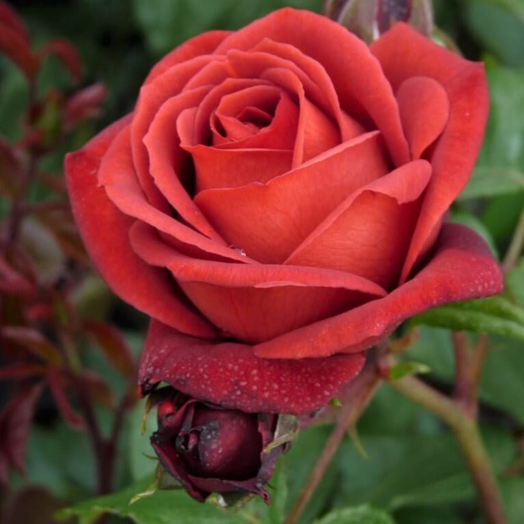 TERRACOTTA ® Butasi trandafiri de gradina butaşi trandafiri de grădină în ghiveci sau rădăcină liberă