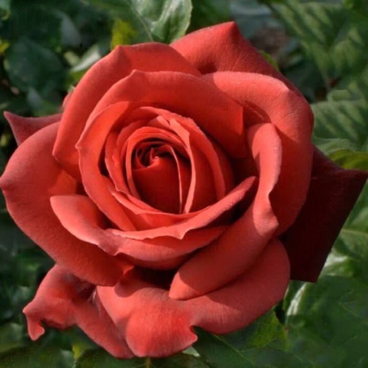 TERRACOTTA ® Butasi trandafiri de gradina butaşi trandafiri de grădină în ghiveci sau rădăcină liberă
